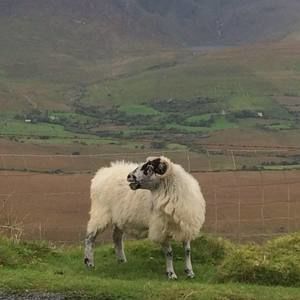 Meet your Posher, Lola